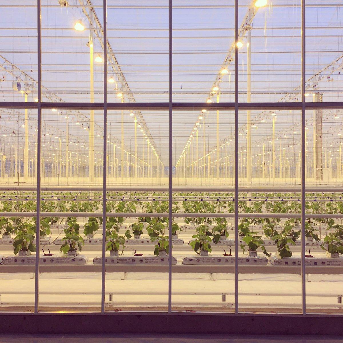 New Cucumber Plants Have Arrived