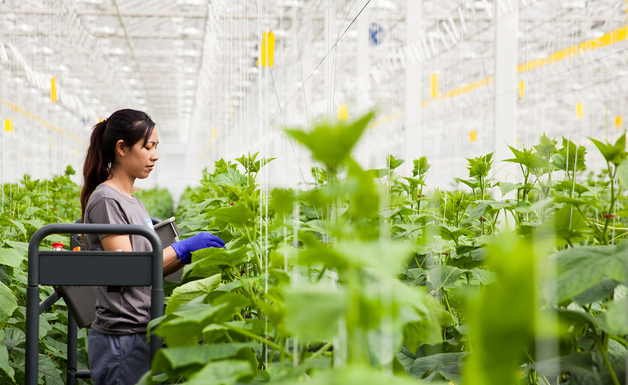 Greenhouse with worker
